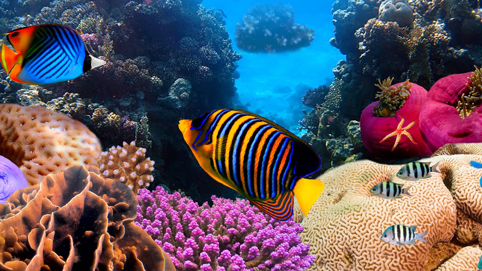Regulatory Impact Statement: Broadening and Enhancing Reef Protection
